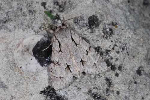 Acronicta psi
