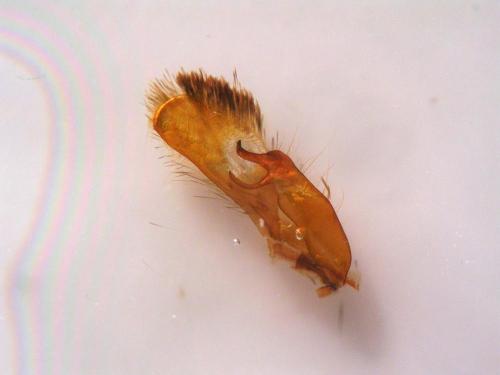 Acronicta psi