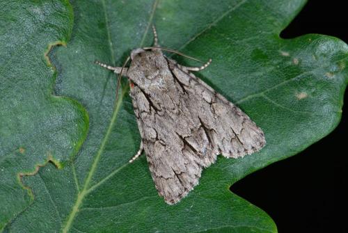 Réf. 59 840 : Acronicta tridens
