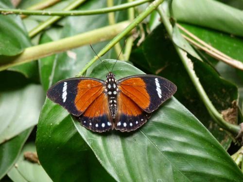Euphaedra sp.