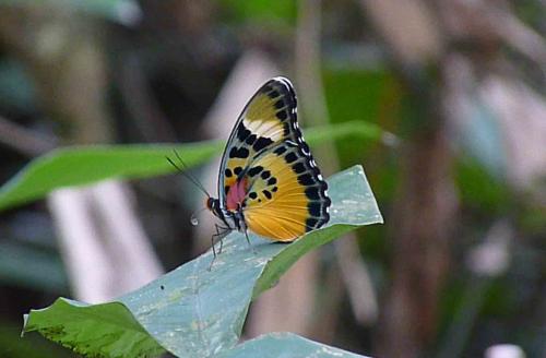 Réf. 59 069 : Euphaedra sp.