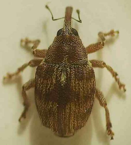 Coeliodes ilicis