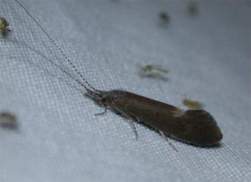 Réf. 59 756 : Athripsodes sp.