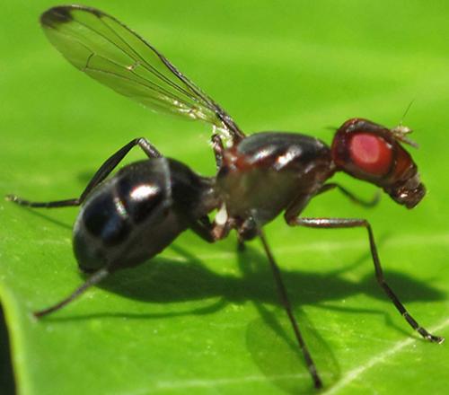 Réf. 59 525 : Cephalia rufipes