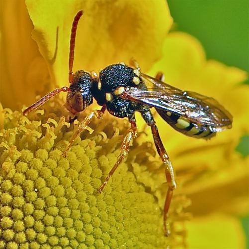 Nomada sp.