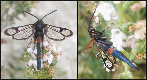 Réf. 59 735 : Synanthedon myopaeformis