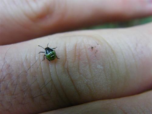 Palomena prasina