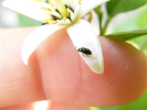 Meligethes sp.