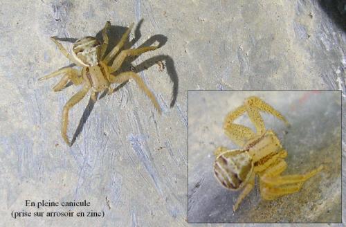 Réf. 59 335 : Xysticus ulmi