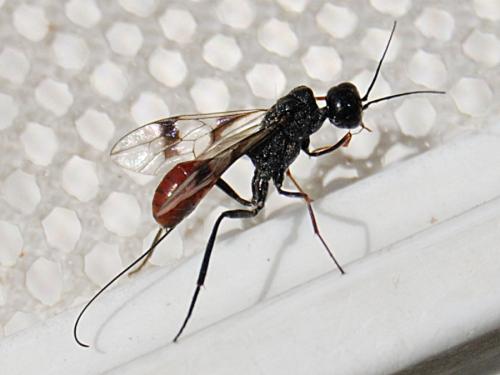 Pristaulacus galitae