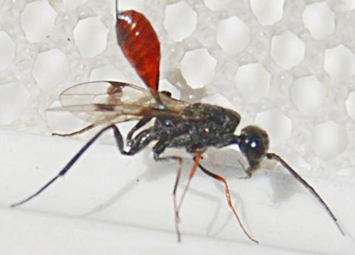 Pristaulacus galitae