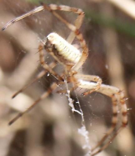 Argiope bruennichi