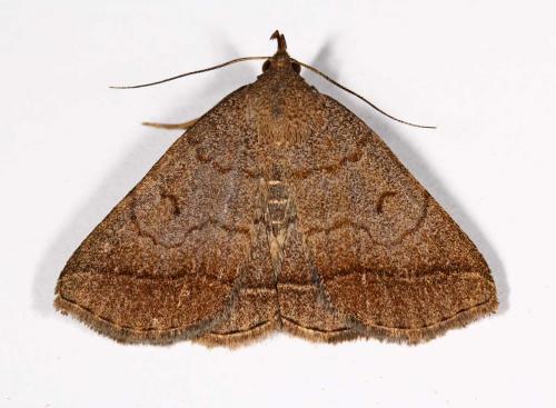 Zanclognatha lunalis