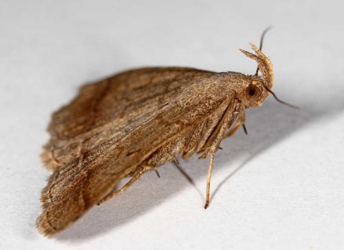 Zanclognatha lunalis