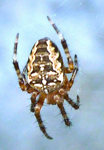Araneus diadematus