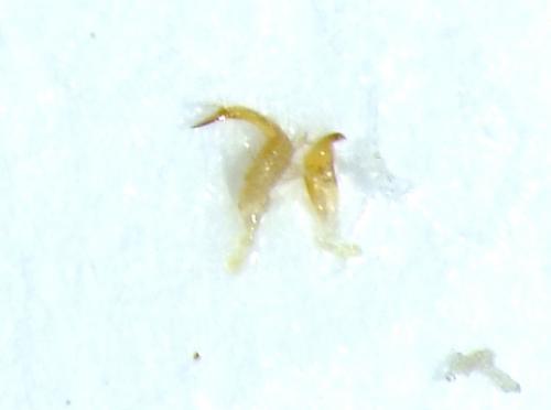Stenodema sericans