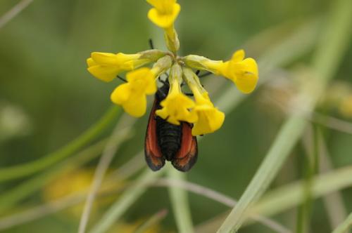 Zygaena transalpina