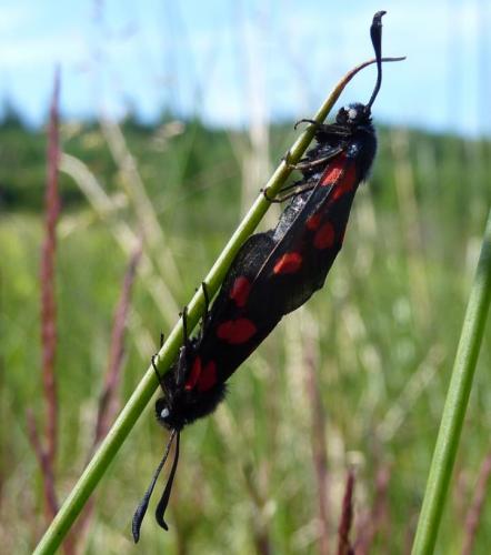 Zygaena trifolii