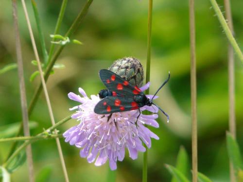 Zygaena ephialtes