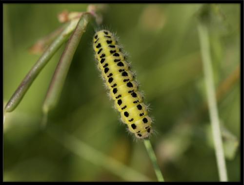 Zygaena filipendulae