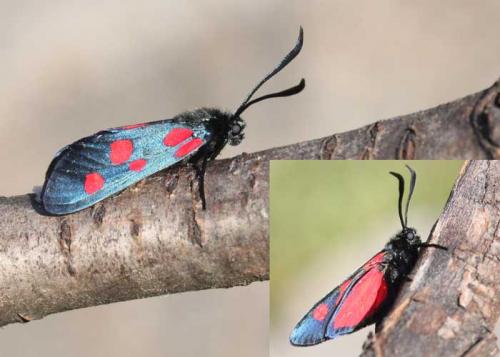 Réf. 59 242 : Zygaena lonicerae
