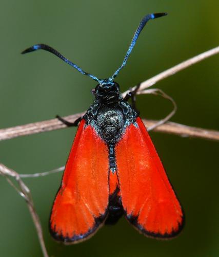 Réf. 59 212 : Zygaena sp.