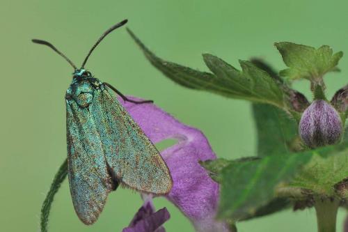 Adscita sp.