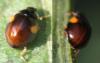 Adalia decempunctata