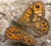 59074 – Photo : Christian Widmann – Turquie