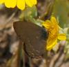 Satyrium sp.