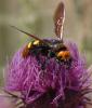59968 – Photo : Christian Widmann – Turquie