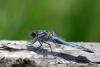 59576 – Photo : Antoine Guibentif – France (74)