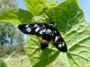 59726 – Photo : Indiana Perigot – France (06)