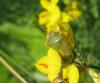 59542 – Photo : clovis – France (59)