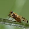 59724 – Photo : Eugène Vandebeulque – France (45)