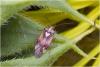 Lygus sp.