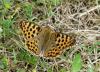 59004 – Photo : Barrie Yorke – France (31)