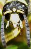59524 – Photo : Philippe Legros – France (94)