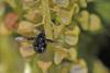 59544 – Photo : Marc Solari – France (68)