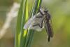 59740 – Photo : Marc Solari – France (68)