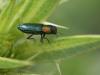 59453 – Photo : Arthropa - Benoit Martha – France (84)