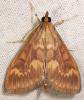 59838 – Photo : Arthropa - Benoit Martha – France (71)