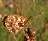 59699 – Photo : Gilles SALAMA – France (81)