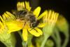59886 – Photo : Michel Renou – France (91)