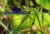 Calopteryx splendens