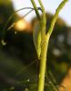 59644 – Photo : H. Dumas – France (13)