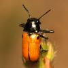 59605 – Photo : Vincent Derreumaux – France (26)