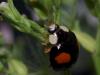 59134 – Photo : Bernadette Cassel – France (69)