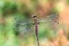 59133 – Photo : Gerard VIGO – France (60)