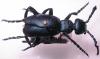 59639 – Photo : Arthropa - Benoit Martha – France (71)